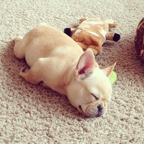 狗狗皮肤有真菌:揭开宠物皮肤健康之谜